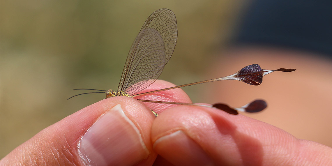 Dünyada sadece Güneydoğu Anadolu Bölgesi'nin doğusu ile Irak, İran ve Ermenistan'ın belli noktalarında nadir görülüp, nesli tehlike altında olan Lertha Extensa isimli böcek Diyarbakır'da görüntülendi.