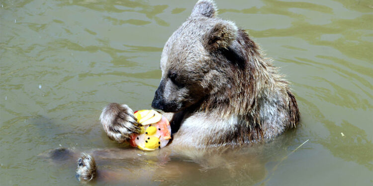 40 derece sıcakta hayvanlara buzlu kokteyl