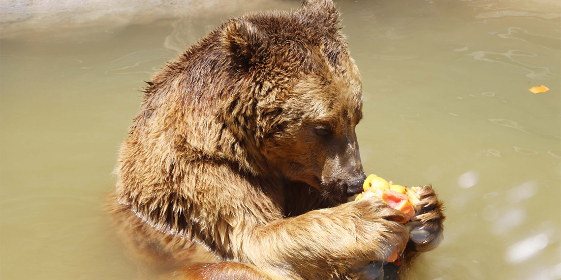 Gaziantep Hayvanat Bahçesinde, sıcak havalardan hayvanların etkilenmemesi için önlemler alındı, yırtıcı hayvan bakıcıları 40 derece sıcakta hayvanlara buzlu kokteyl hazırlıyor.