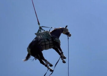 ABD'de düşerek yaralanan at helikopterle götürüldü