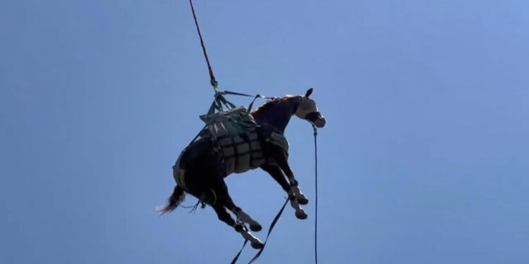 ABD'de düşerek yaralanan at helikopterle götürüldü