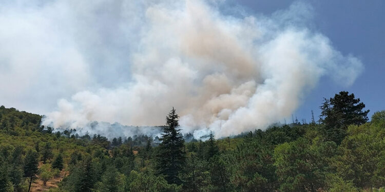 Afyonkarahisar'da orman yangını