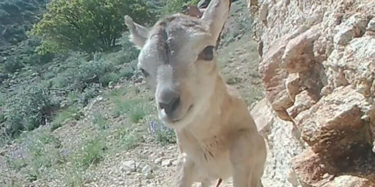 Anadolu yaban koyunu yavrusu, fotokapana yansıdı