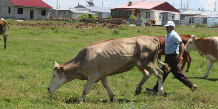 Ardahan il genelinde şap karantinası