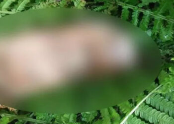 Artvin'de kopmuş ayak bulundu
