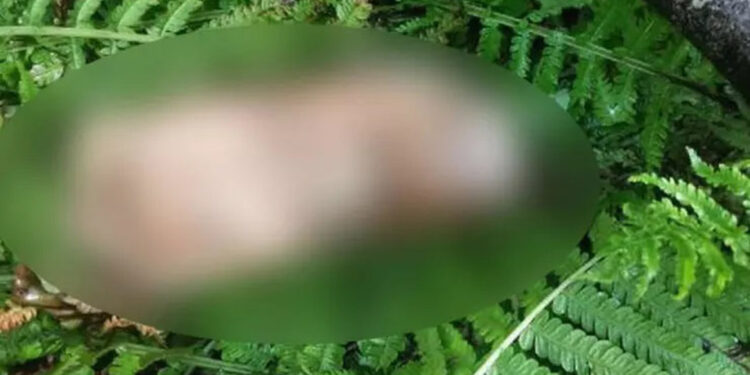 Artvin'de kopmuş ayak bulundu