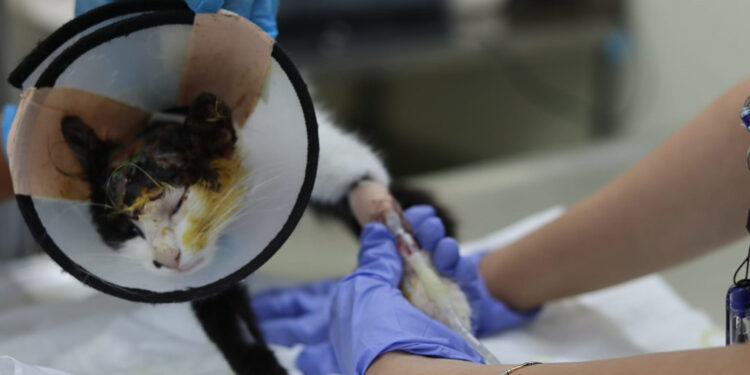 Asit dökülerek yaralanan kediler tedavi ediliyor