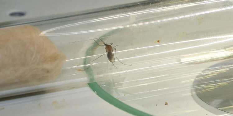 'Asya Kaplanı' 1926 yılından beri İstanbul'da var