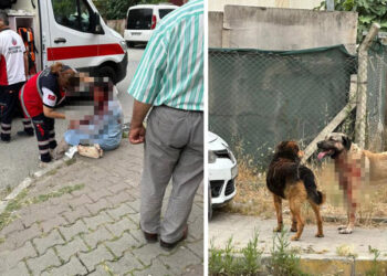 Ataşehir'de köpeğin saldırdığı kadın ağır yaralandı