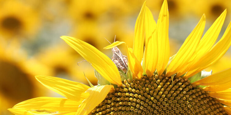 Ayçiçeği tarlasındaki İtalyan çekirgesi başka alanlara kayabilir