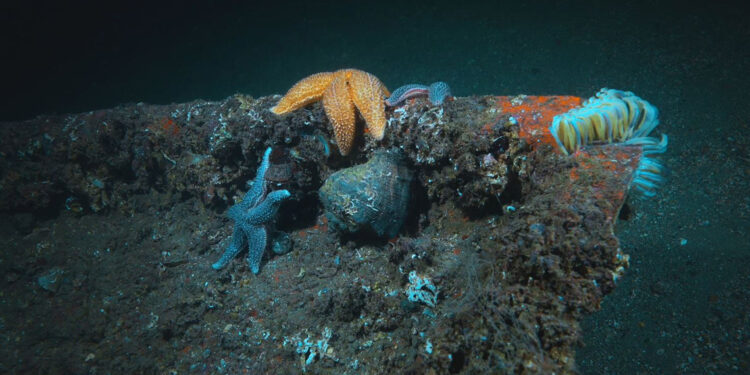 Balıkların korunması için 'kırmızı liste' projesi