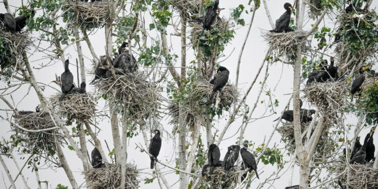 Baraj içinde kalan ağaç, karabataklara yuva oldu
