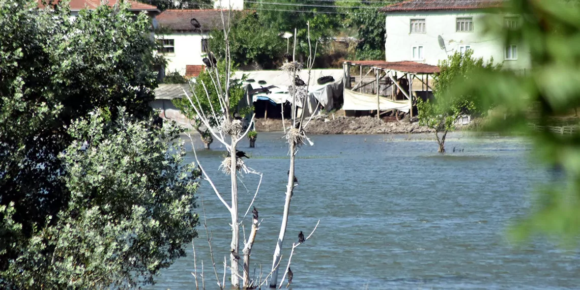 Baraj icinde kalan agac karabataklara yuva olduw 1 - yaşam - haberton