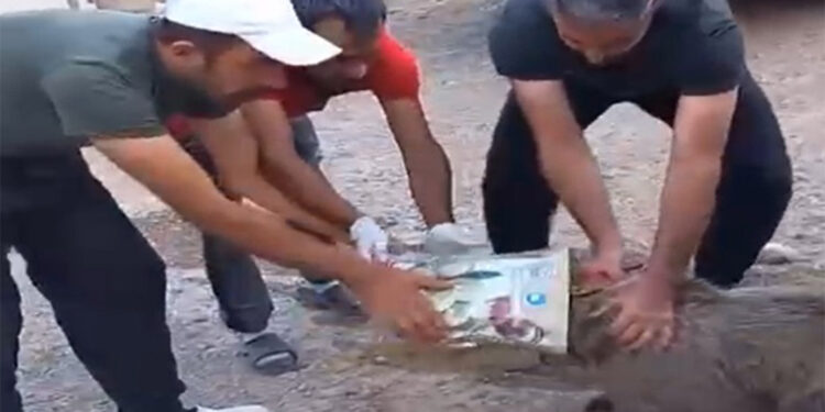 Başı teneke kutuya sıkışan yavru ayı kurtarıldı