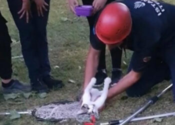 Beyoğlu'nda kedi kalp masajıyla hayata döndü