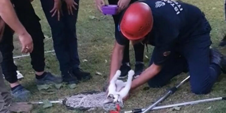 Beyoğlu'nda kedi kalp masajıyla hayata döndü