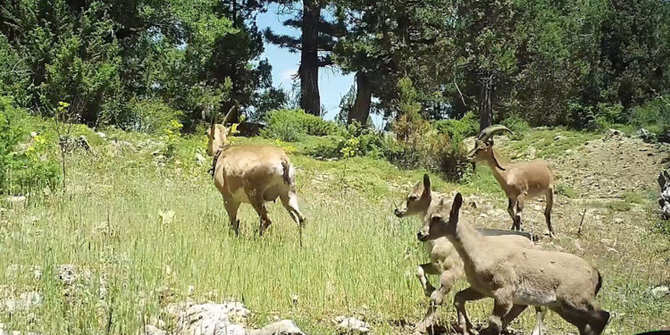 Burdur'a bırakılan yaban keçileri üremeye başladı