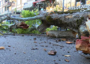 Bursa'da 200 yıllık çınar, caddeye devrildi