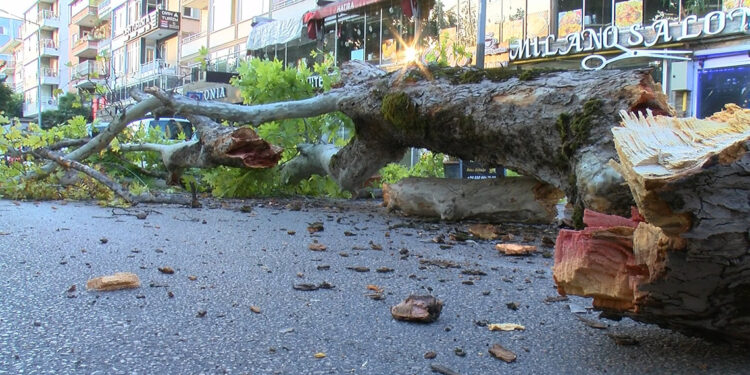 Bursa'da 200 yıllık çınar, caddeye devrildi