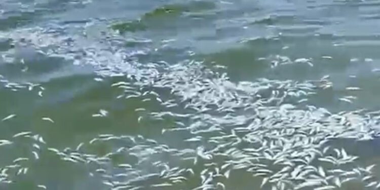 Bursa’da Mudanya sahiline çok sayıda ölü balık vurdu