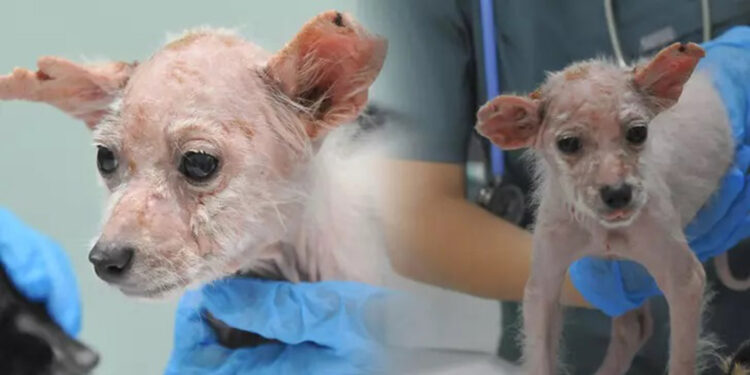 Bursa'da ölüme terk edilen 16 köpek kurtarıldı