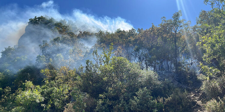 Bursa'da orman yangını çıktı
