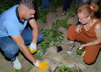 Bursa'da sokak köpeği av tüfeği ile vurularak öldürüldü