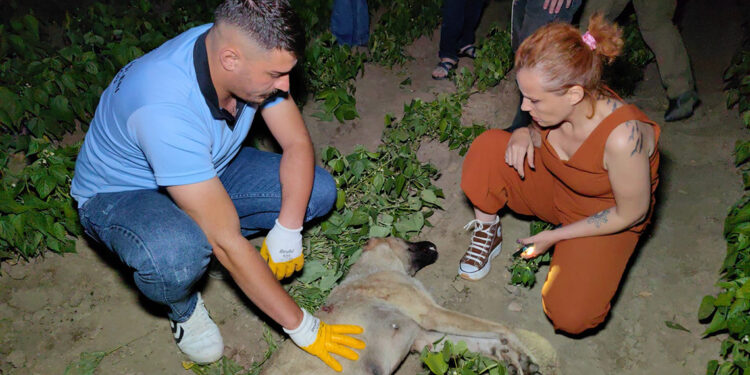 Bursa'da sokak köpeği av tüfeği ile vurularak öldürüldü