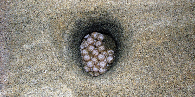 Caretta carettaların yuvalama alanında rekor