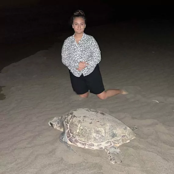 Caretta carettalarin yuvalama alaninda rekorz - yerel haberler - haberton