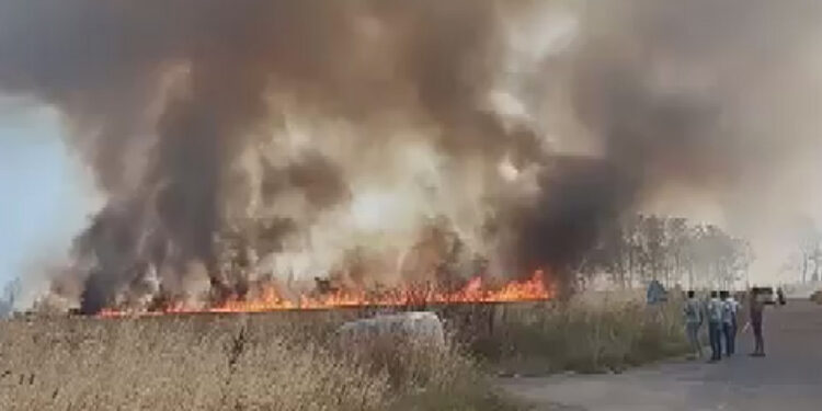 Çatalca'da tarlada yangın çıktı