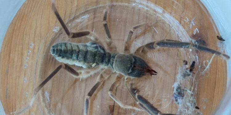 Çorum'da 'Sarıkız örümceği' tedirginliği