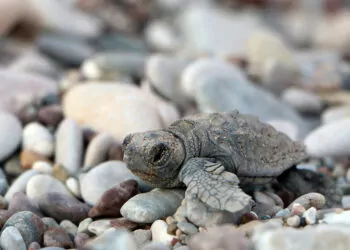 Deniz kaplumbağalarını besleyene 244 bin lira ceza 
