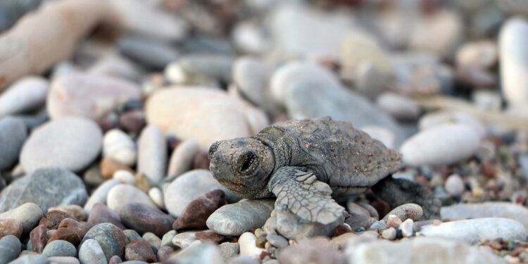 Deniz kaplumbağalarını besleyene 244 bin lira ceza 