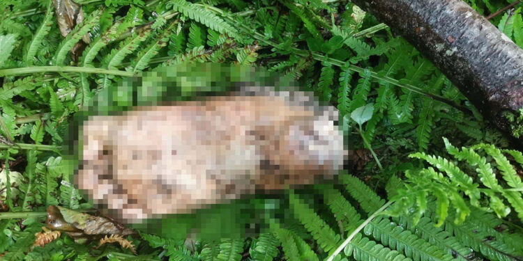 Derede bulunan kopmuş ayak için DNA başvurusu