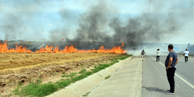 Edirne'de 250 dönüm buğday tarlası yandı