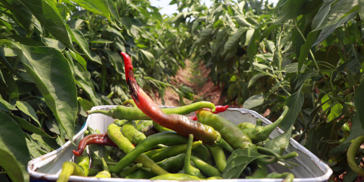 Edirne'de karaağaç acı biberinin hasadı başladı