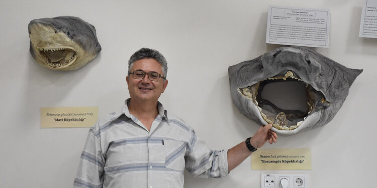 Ege ve Akdeniz'de köpek balığı popülasyonu düşüyor