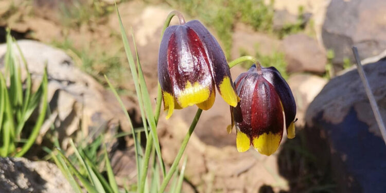 Elazığ'da ters lale türü keşfedildi
