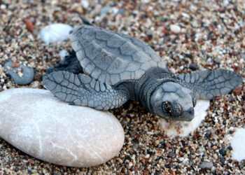 Hava şartları Çıralı'da yavru caretta sayısını düşürdü