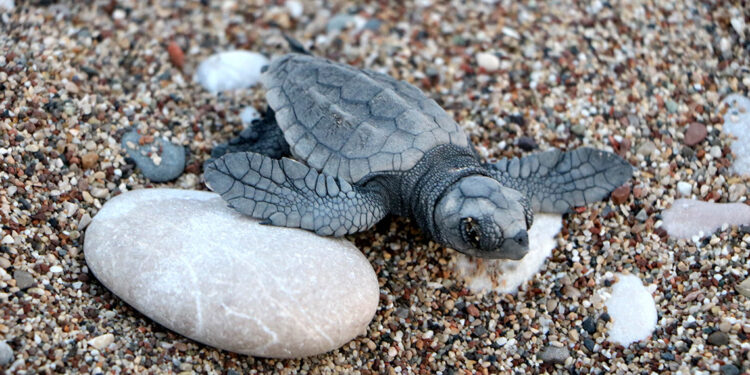 Hava şartları Çıralı'da yavru caretta sayısını düşürdü