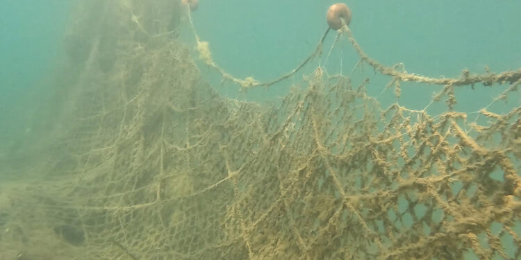 Hayalet ağlar, koruma altındaki türleri de avlıyor