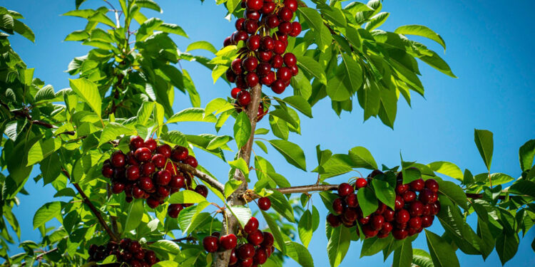 Isparta'da kiraz üreticisi, satışı durdurdu