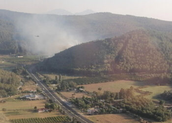 İzmir Selçuk'ta orman yangını