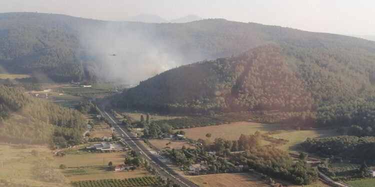 İzmir Selçuk'ta orman yangını
