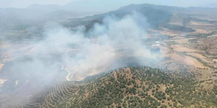 İzmir'de tarlada çıkan yangın, ormana sıçradı