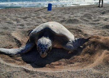İztuzu Plajı'nda caretta yuva sayısı 700'e ulaştı