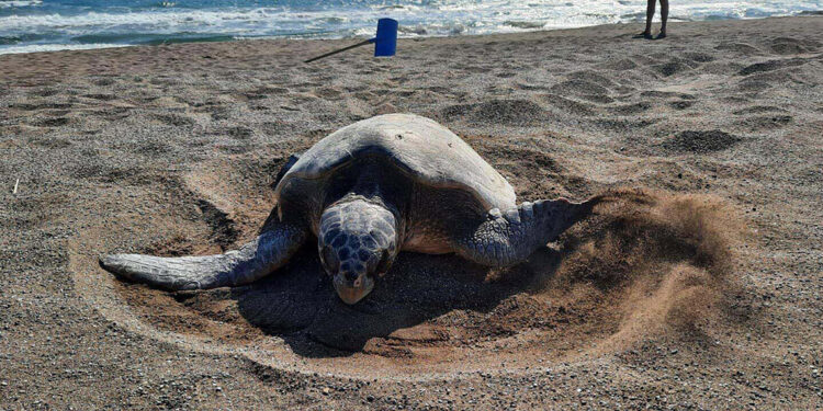 İztuzu Plajı'nda caretta yuva sayısı 700'e ulaştı