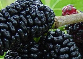 Karadutun faydaları saymakla bitmiyor