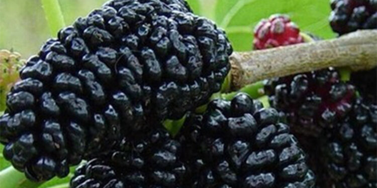 Karadutun faydaları saymakla bitmiyor